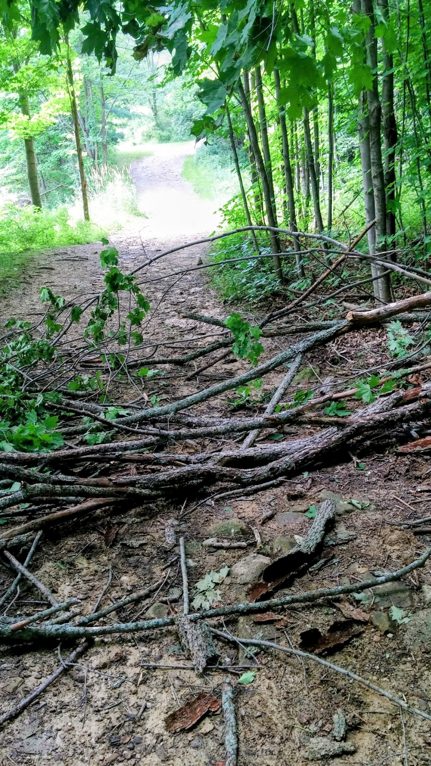 Fallen tree limbs and branches scattered across a wooded path after storm damage.