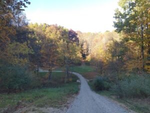 Fall trees and fallen leaves along a wooded property in Ohio