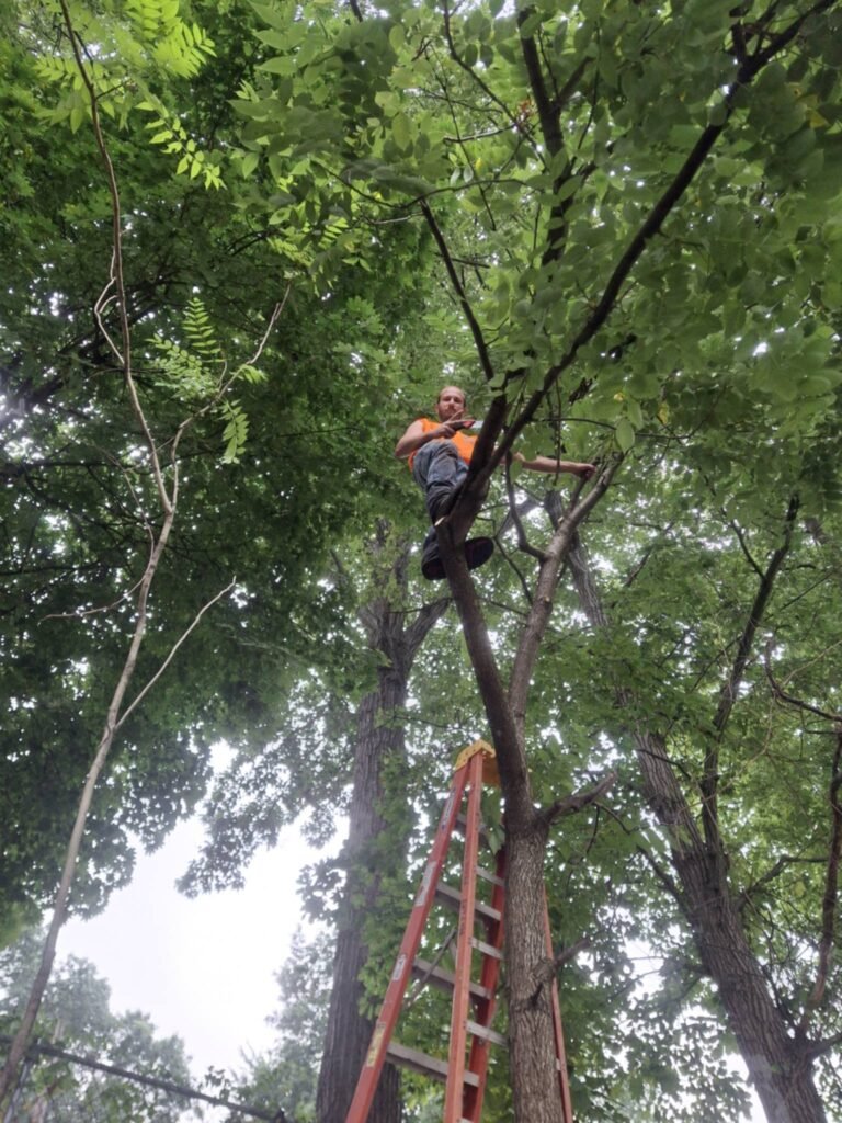 Chris Lindsey in a tree for inspection